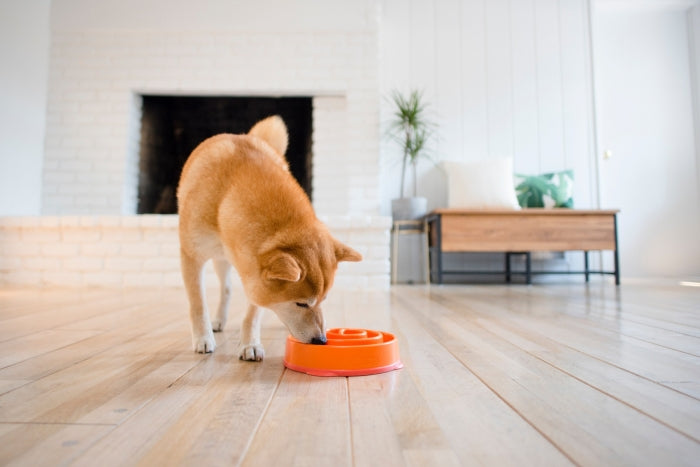 Fun Feeder Mini Slow Feed Bowl