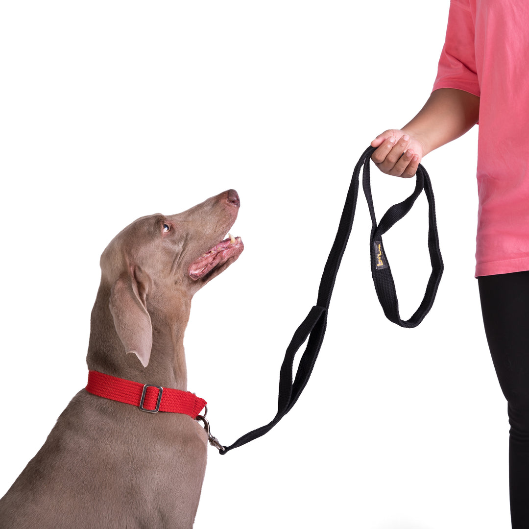 Letswag Double Handle Leash 1.25inch