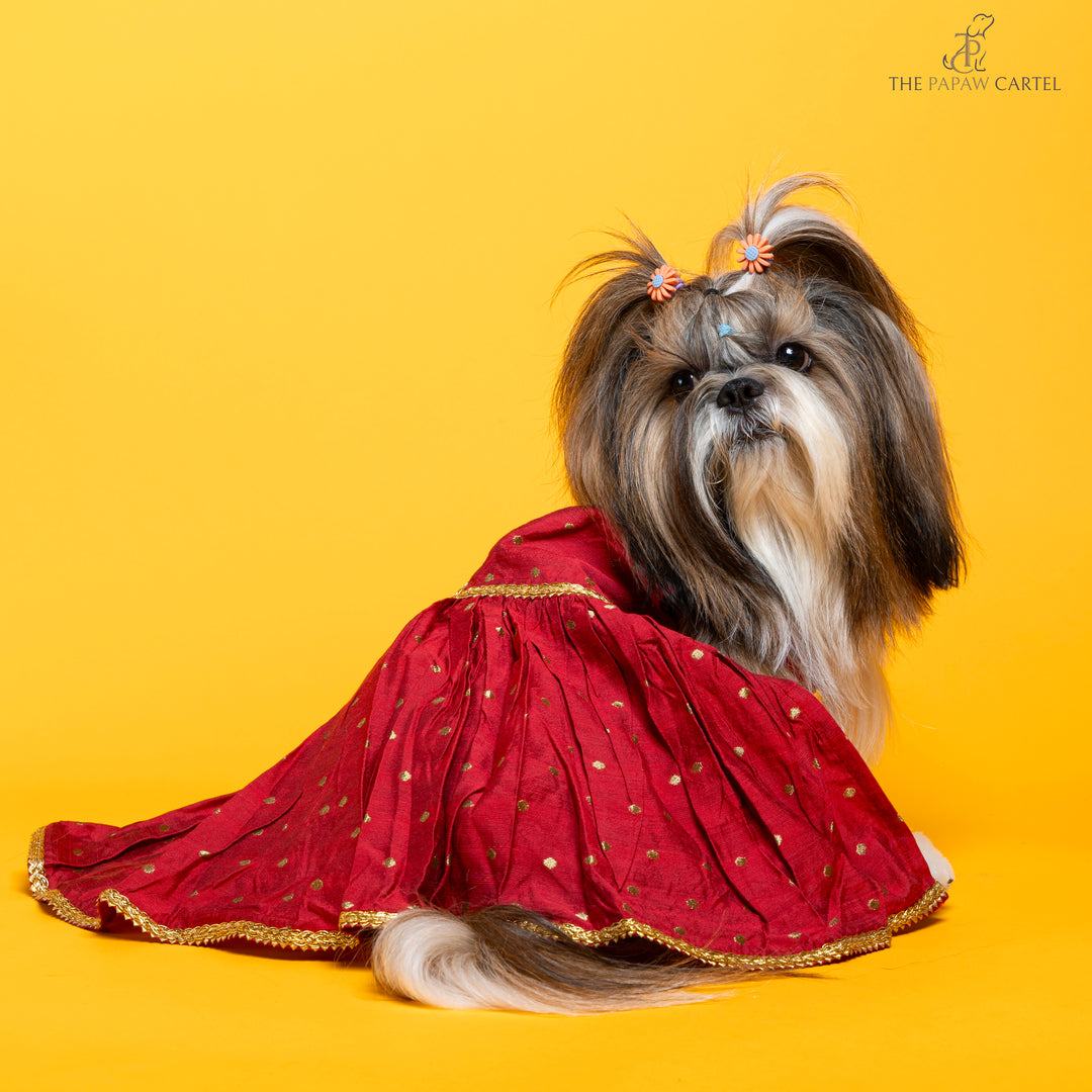 Papaw cartel Desi girl in Red banarasi polka dot gown for dogs