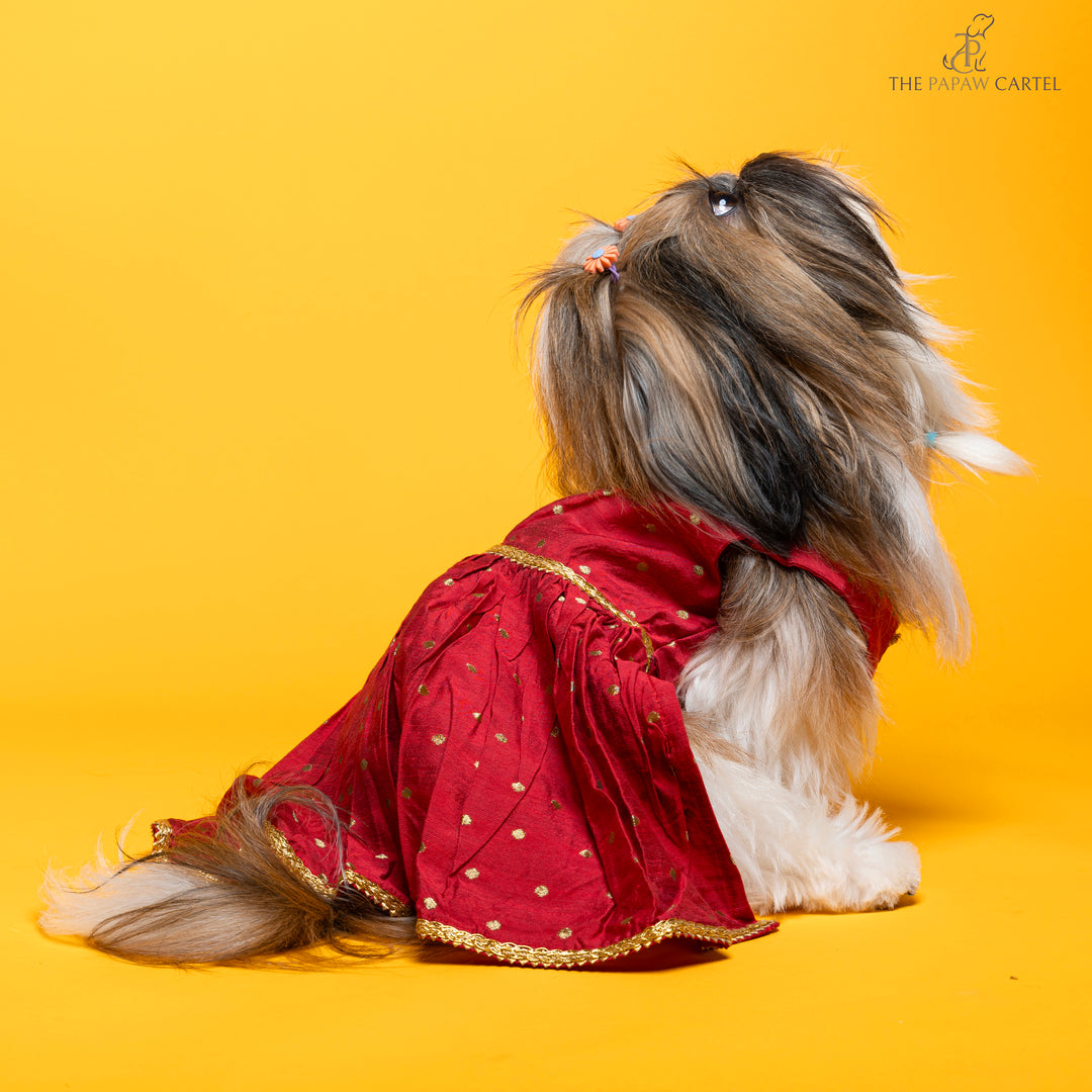 Papaw cartel Desi girl in Red banarasi polka dot gown for dogs