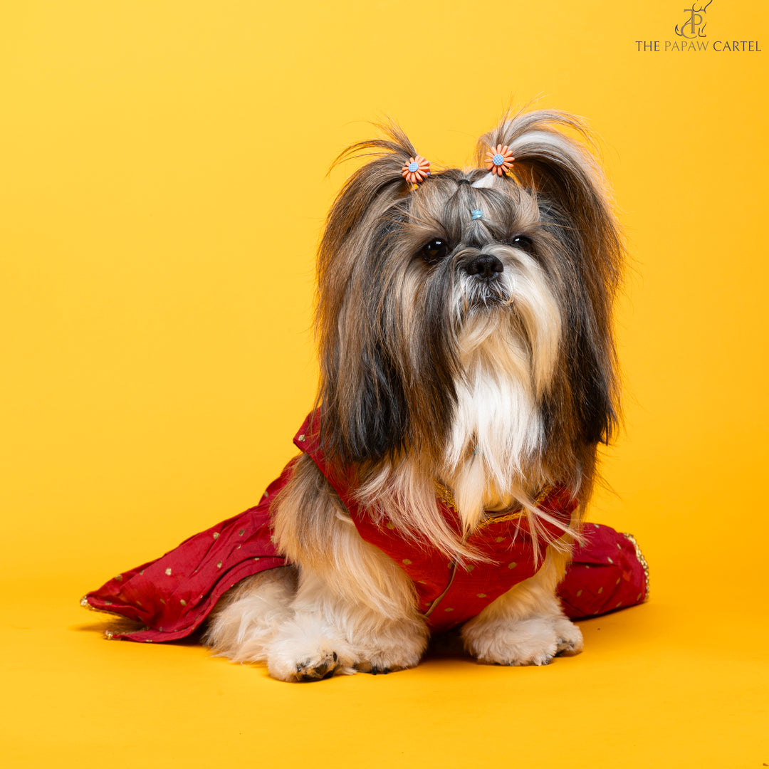 Papaw cartel Desi girl in Red banarasi polka dot gown for dogs