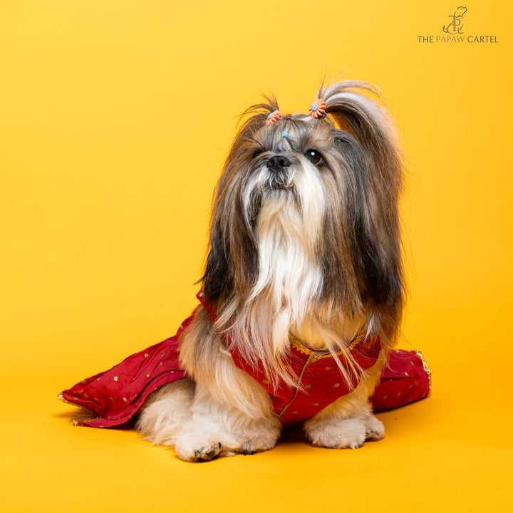 Papaw cartel Desi girl in Red banarasi polka dot gown for dogs