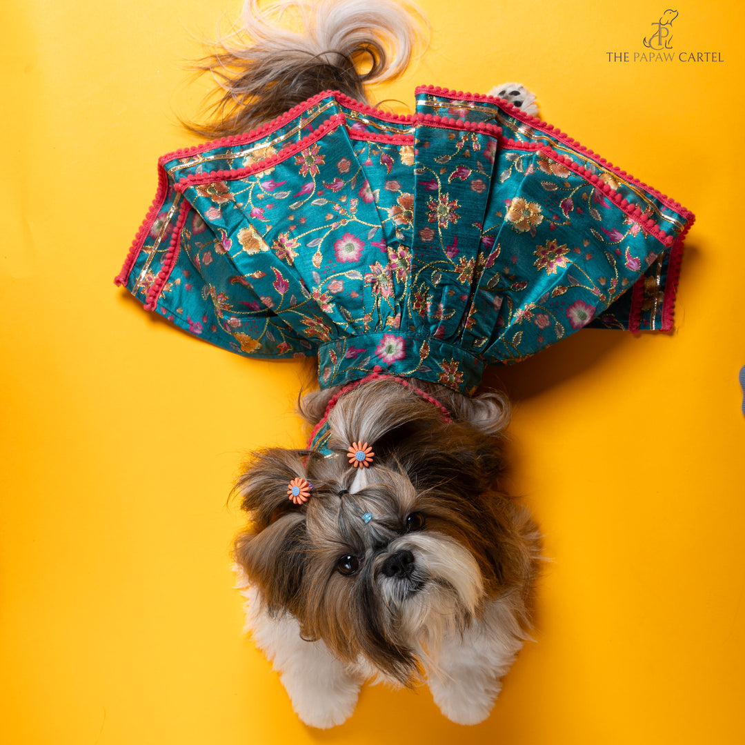 Papaw cartel Dil Rooba floral teal ghagra choli for dogs