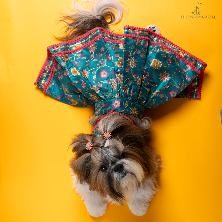 Papaw cartel Dil Rooba floral teal ghagra choli for dogs