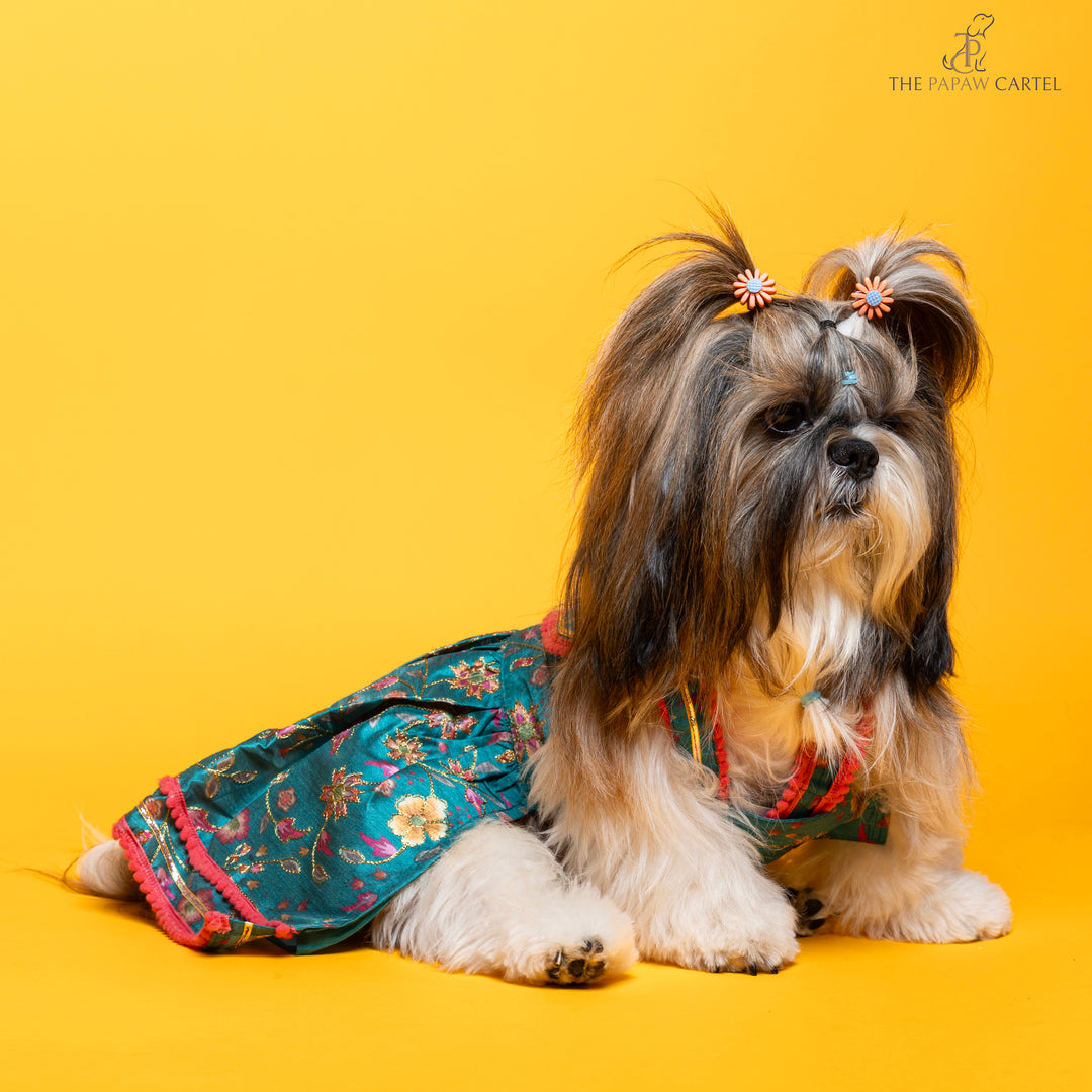 Papaw cartel Dil Rooba floral teal ghagra choli for dogs