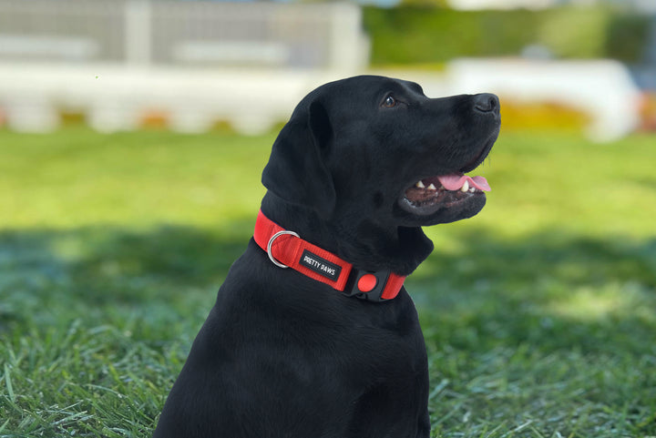 Pretty Paws Solid Red Dog Collar