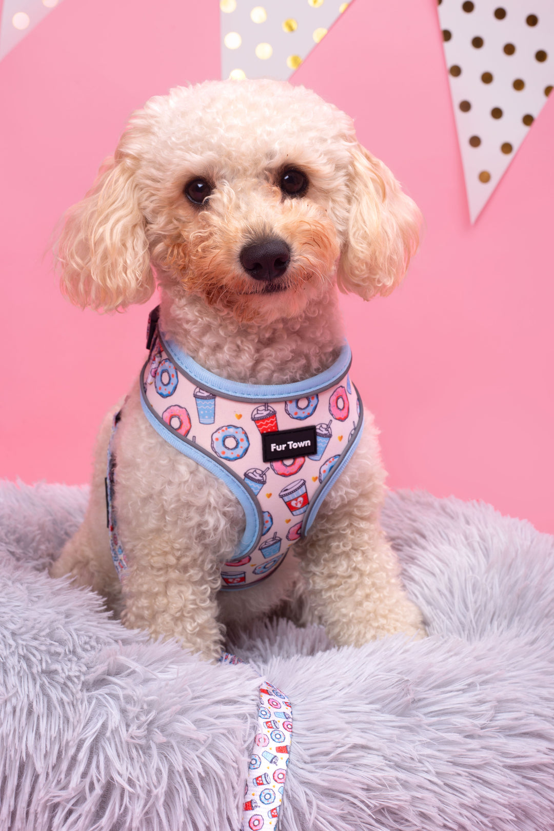 Furtown Donut give a frappe harness + Leash set