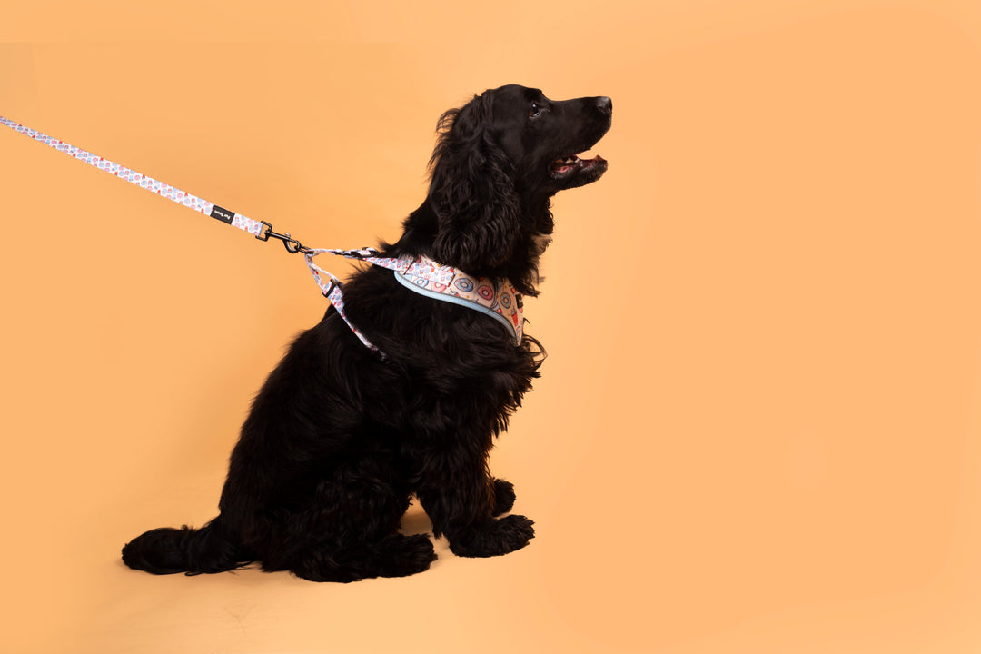 Furtown Donut give a frappe harness + Leash set