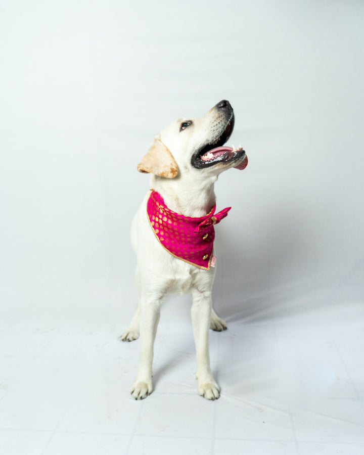 Pawgy Pets Occasion wear Bow Bandana Pink for Dogs & Cats