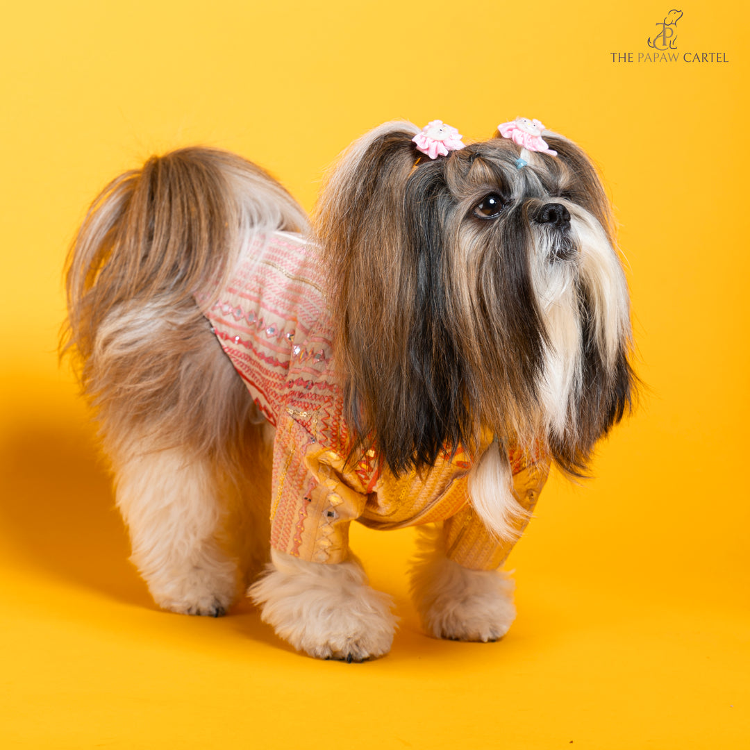 Papaw cartel Shades of pink mirrored sherwani for dogs