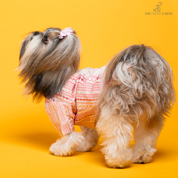 Papaw cartel Shades of pink mirrored sherwani for dogs