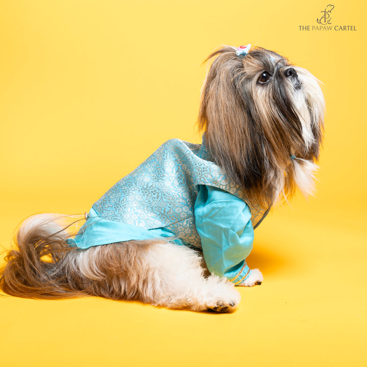 Papaw cartel Sky Blue Neemzari koti kurta set for dogs