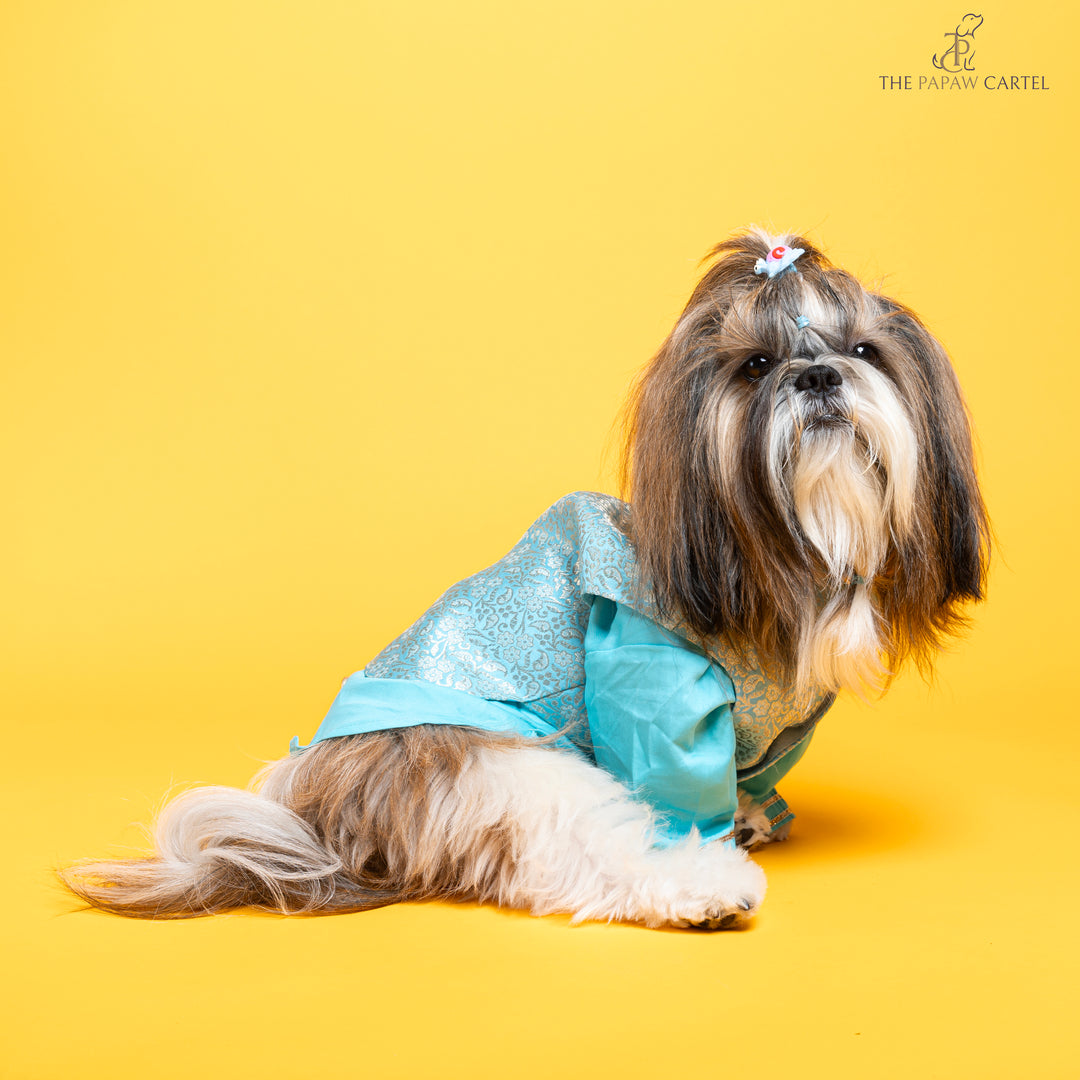 Papaw cartel Sky Blue Neemzari koti kurta set for dogs