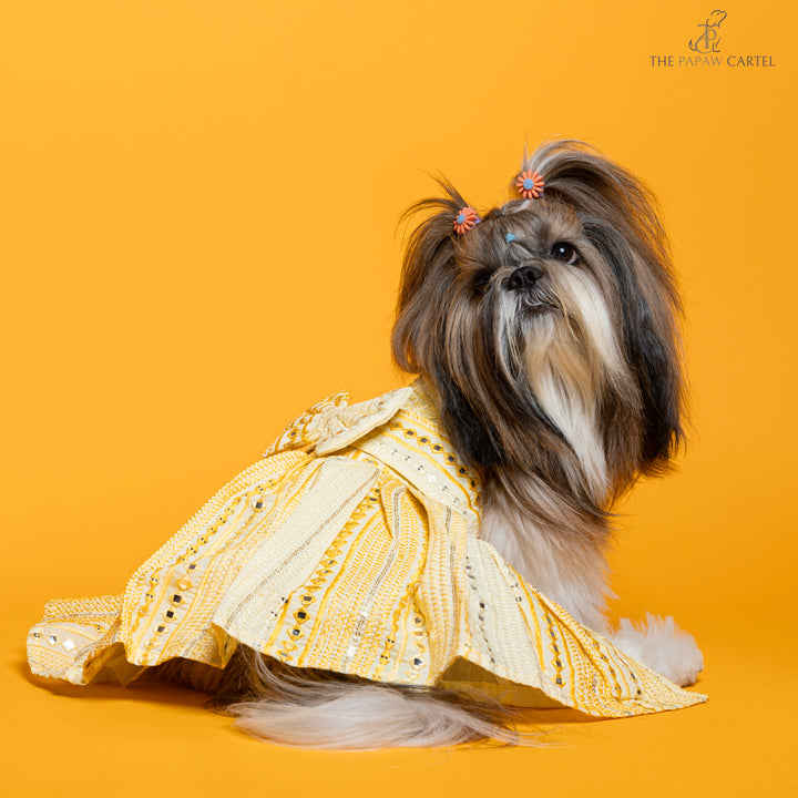 Papaw cartel Sunshine ghagra choli with mirror embroidery for dogs