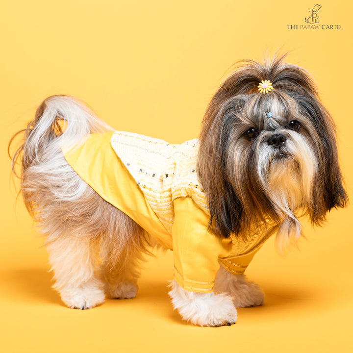 Papaw cartel Sunshine yellow koti kurta set with mirror embroidery For dogs