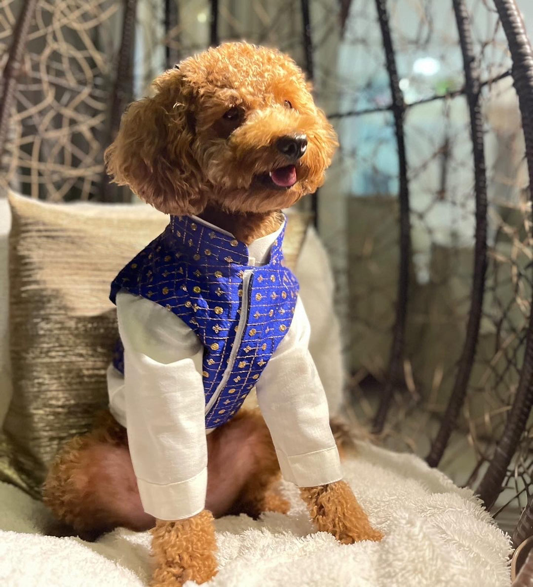 Papaw cartel Blue work koti with kurta for dogs